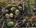 Hatertse en Overasseltse Vennen | Foto © Henk Beenen