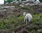Hatertse en Overasseltse Vennen | Foto © Henk Beenen