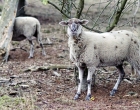 Hatertse en Overasseltse Vennen | Foto © Henk Beenen