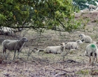 Hatertse en Overasseltse Vennen | Foto © Henk Beenen