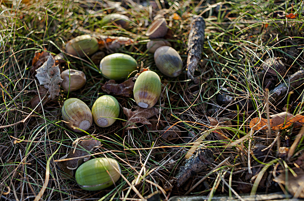 Hatertse en Overasseltse Vennen | Foto © Henk Beenen