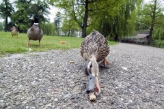 Kronenburgerpark | Foto © Henk Beenen