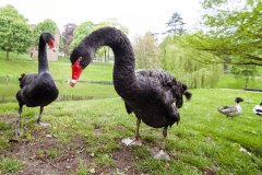 Kronenburgerpark | Foto © Henk Beenen