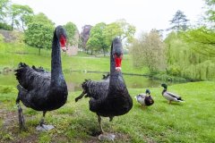 Kronenburgerpark | Foto © Henk Beenen
