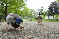 Kronenburgerpark | Foto © Henk Beenen
