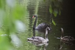 Kronenburgerpark | Foto © Henk Beenen