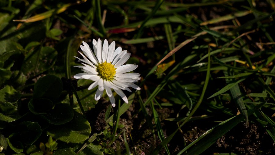 A sunny afternoon